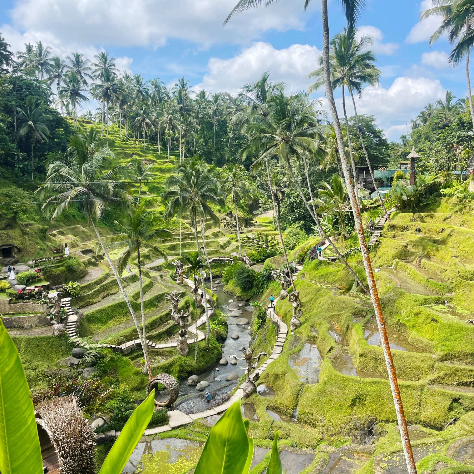 Tegalalang rice terraces